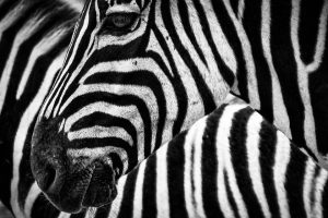 zebra